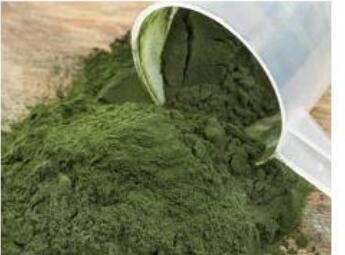 what exactly is spirulina？